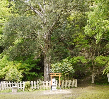 金剛院　京都　金運　神社　金運アップ